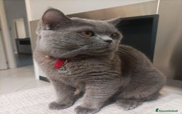 British gatti per accoppiamento: Yiko british shorthair cerca fidanzata  a Città Metropolitana di Milano - Immagine 8