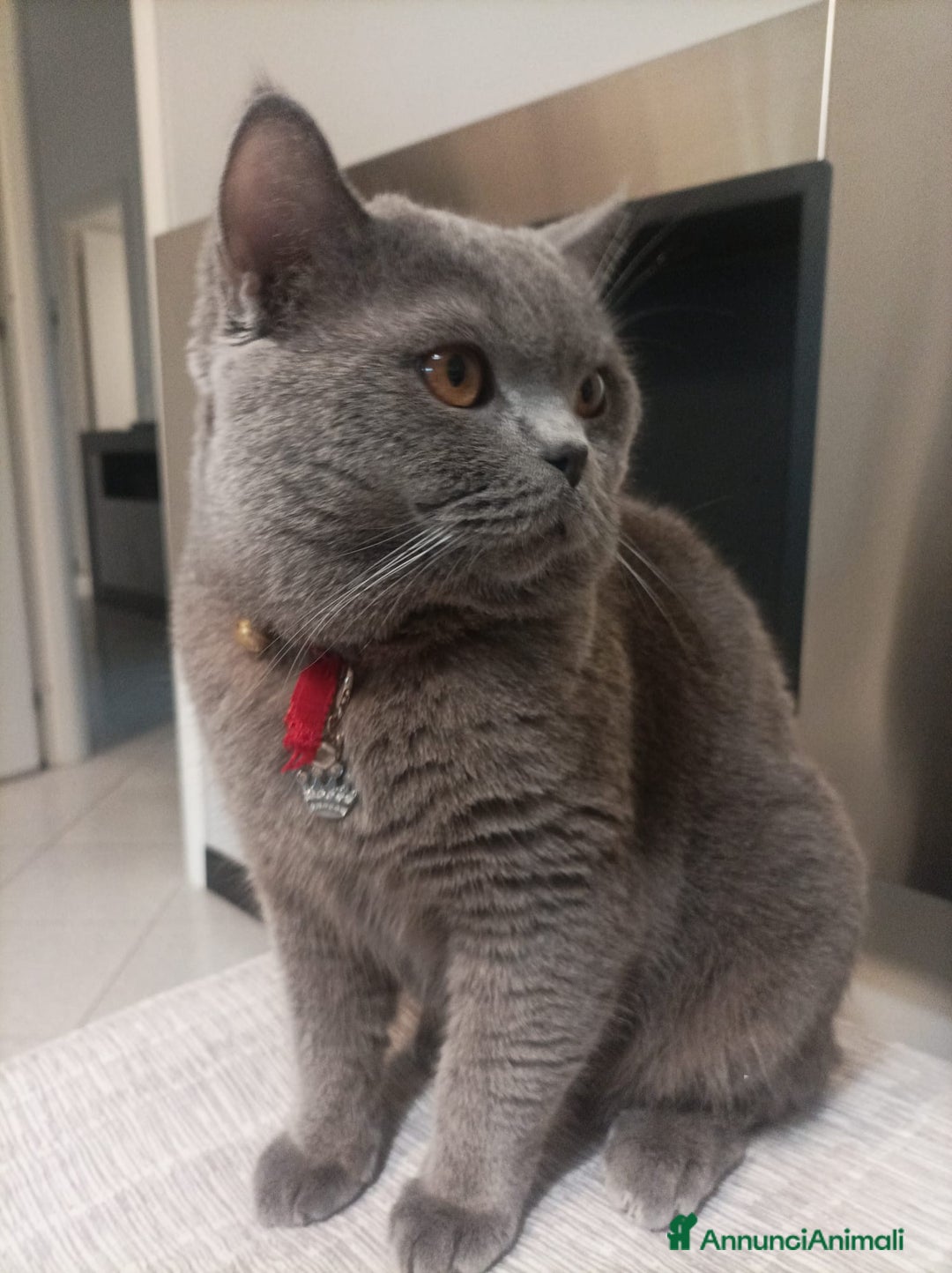 British gatti per accoppiamento: Yiko british shorthair cerca fidanzata  a Città Metropolitana di Milano - Immagine 8