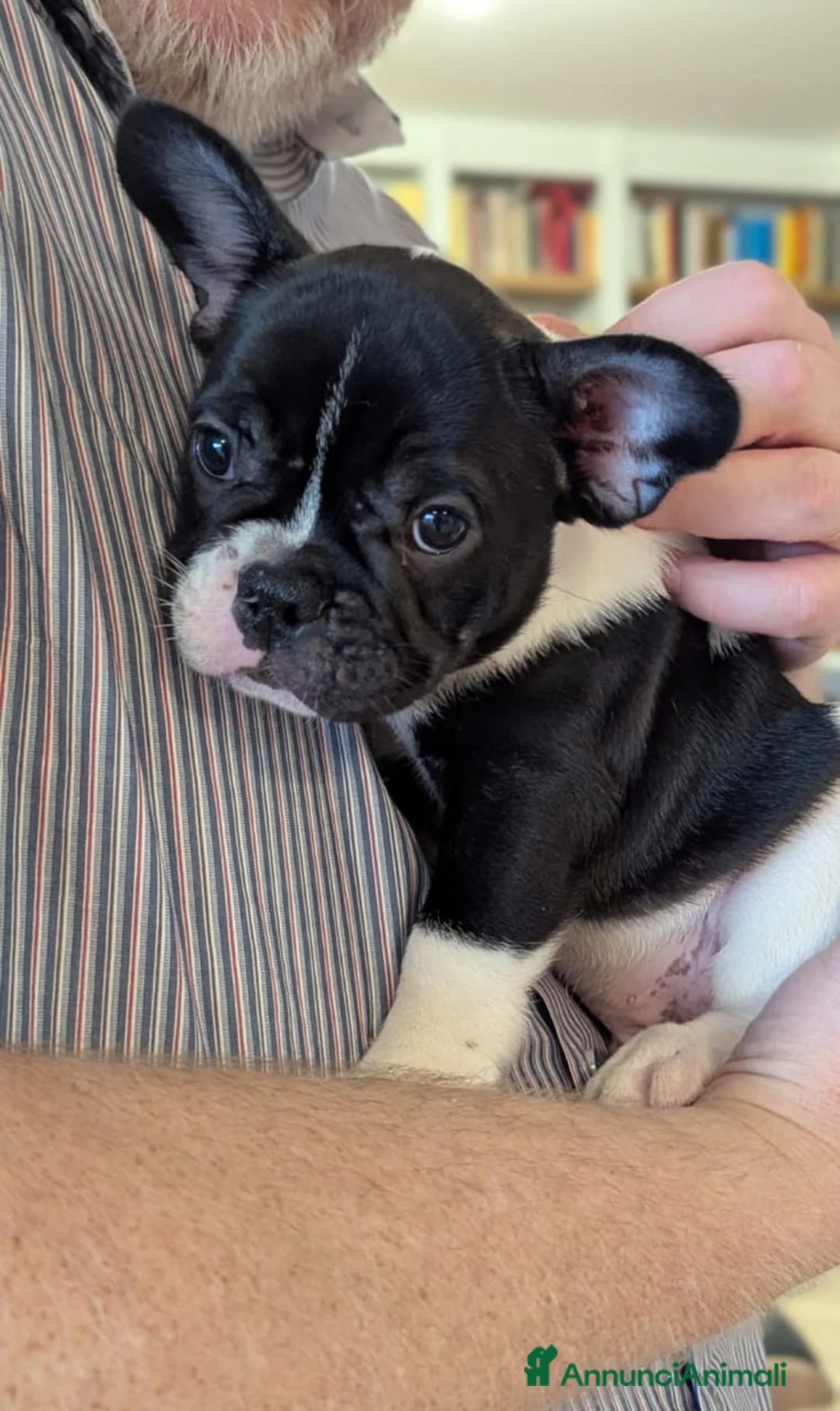 Bulldog Francese cani in vendita: Cuccioli di Bulldog Francese  - Annuncio 4