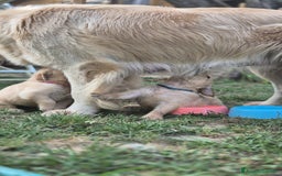 Golden Retriever cani in vendita: Vendesi cuccioli di Golden retriever  a Provincia di Lucca - Immagine 5