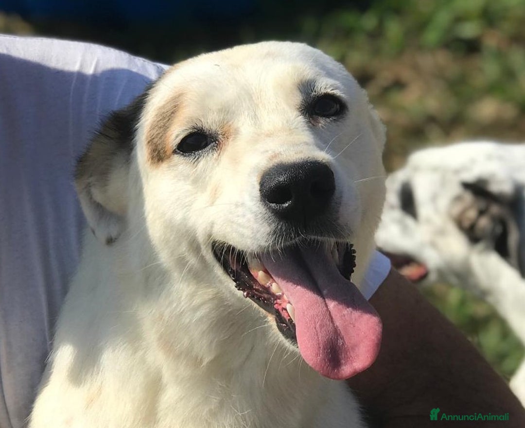 Meticcio cani in regalo: Lisa dolcissima mix jack- bassotto a Provincia di Latina - Annuncio 1