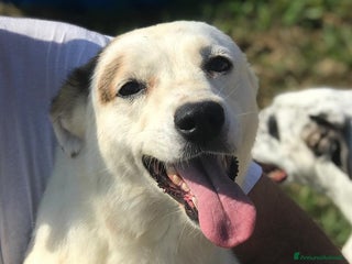 Meticcio cani Lisa dolcissima mix jack- bassotto a Provincia di Latina - Annuncio 42