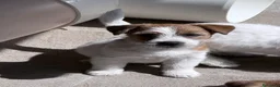 Jack Russell cani in vendita: Maschio pelo ruvido - Annuncio 2