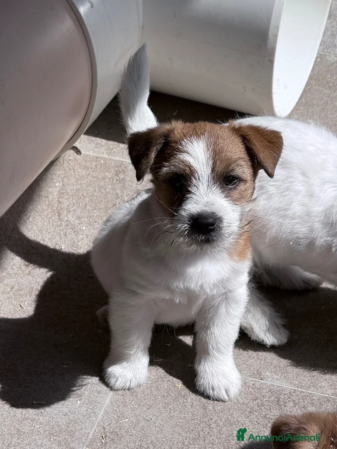 Jack Russell cani in vendita: Maschio pelo ruvido - Annuncio 2