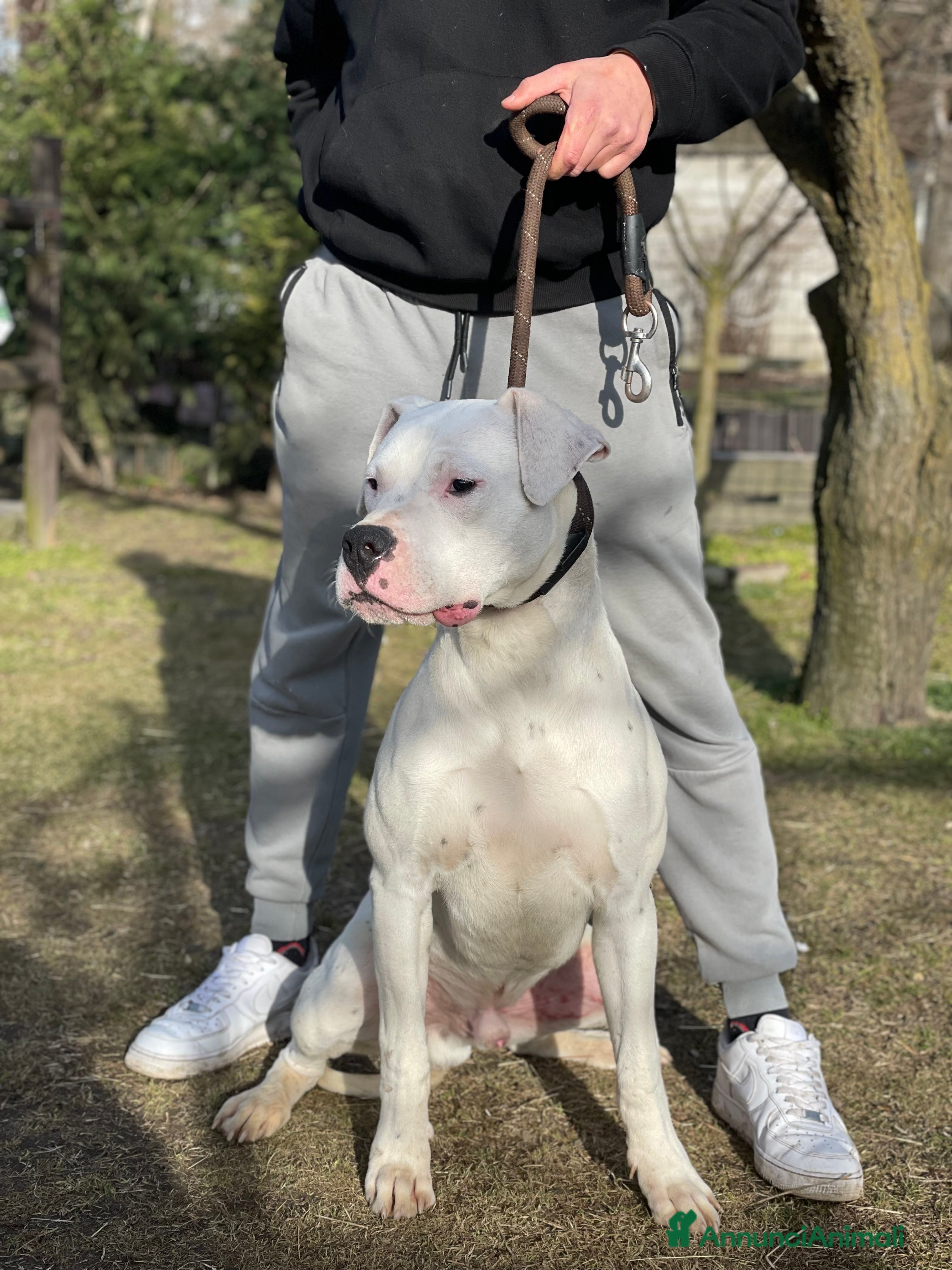 Dogo Argentino cani Cucciolo Maschio 10 mesi - Annuncio 1