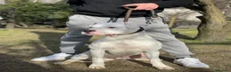 Dogo Argentino cani in vendita: Cucciolo Maschio 10 mesi - Annuncio 1