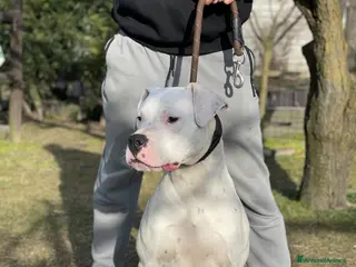 Dogo Argentino cani Cucciolo Maschio 10 mesi - Annuncio 1