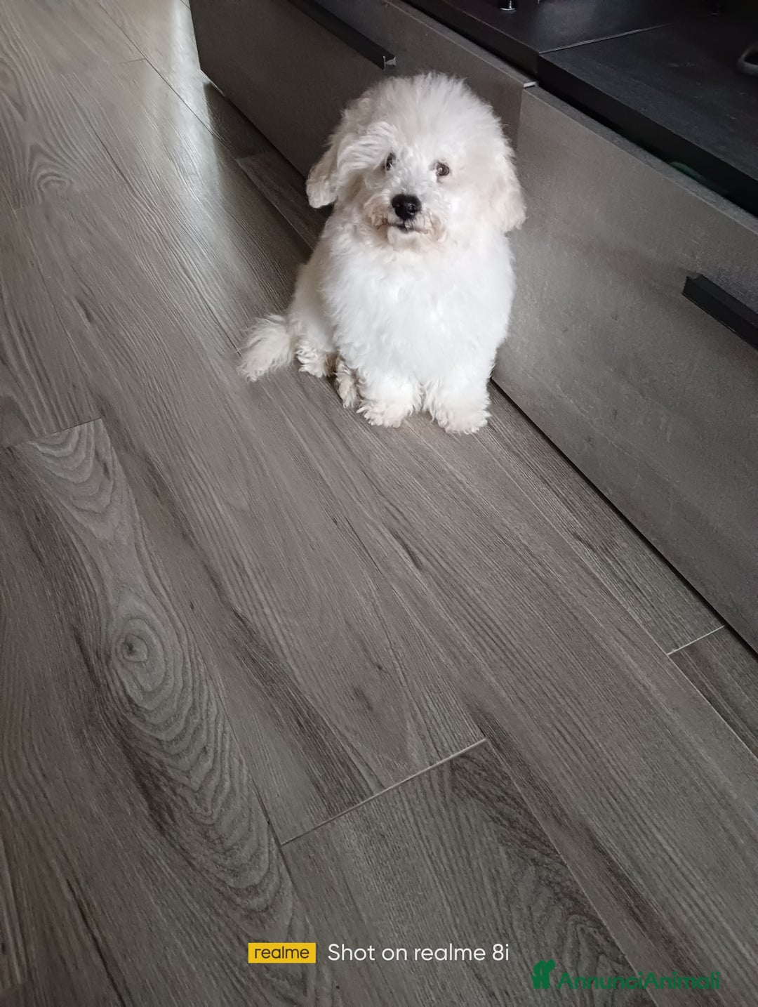Meticcio cani in vendita: Maltipoo barboncino maschio  - Annuncio 2
