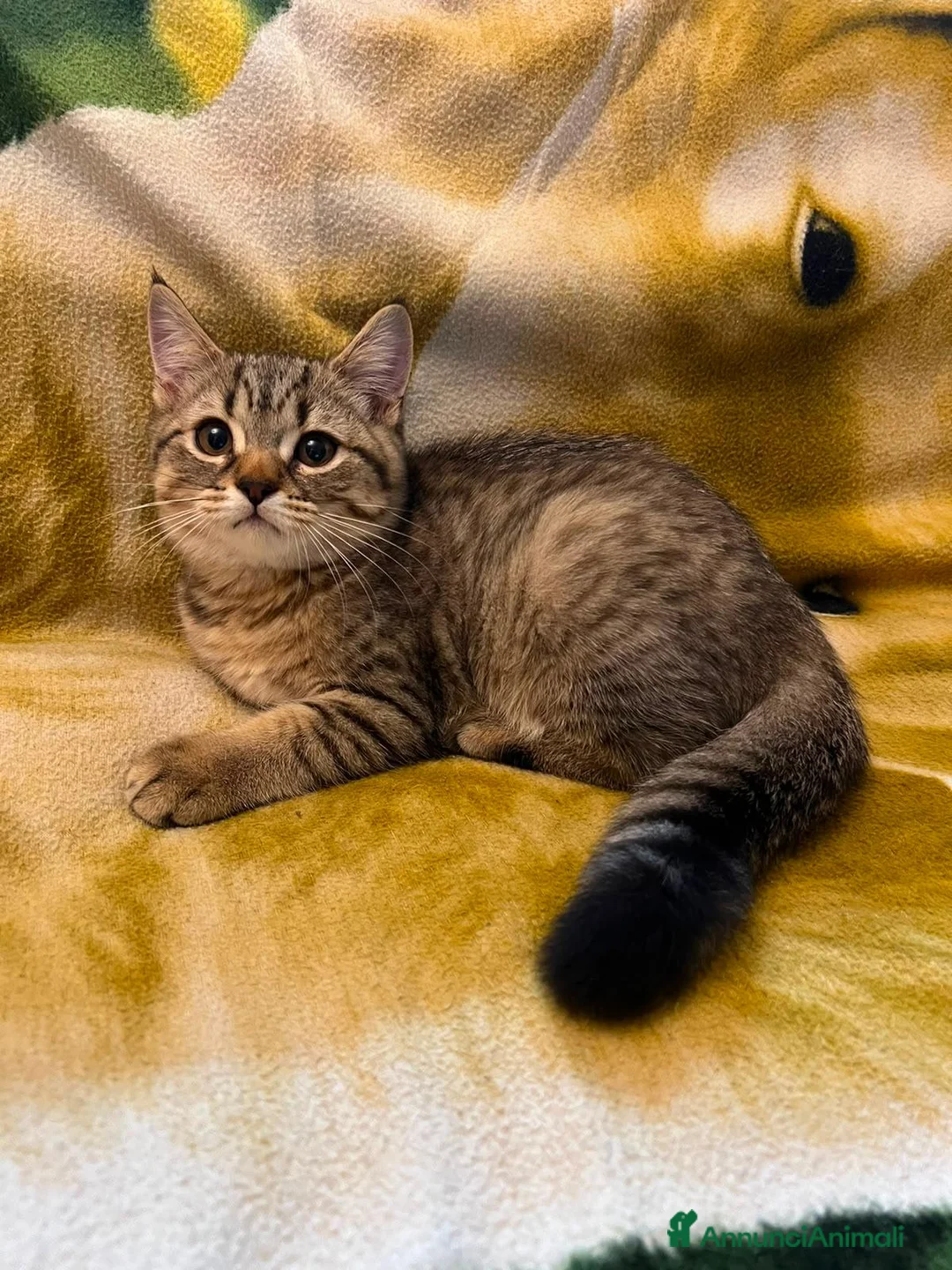 Scottish gatti in vendita: Scottish straight  - Annuncio 2