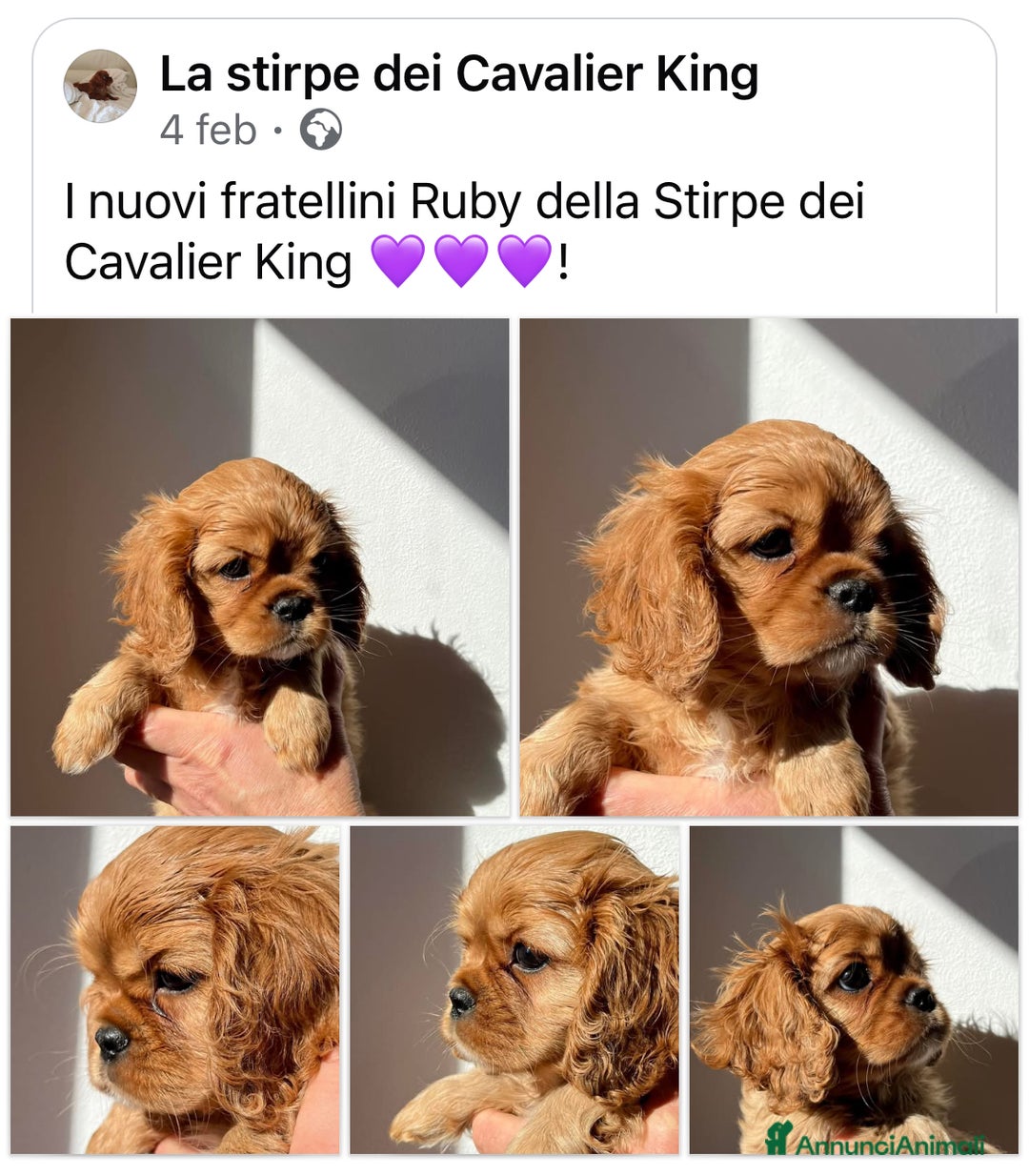 Cavalier King cani in vendita: Cuccioli di alta genealogia ! a Province of Vicenza - Immagine 1