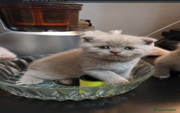Scottish gatti in vendita: Scottish fold maschio  a Provincia di Cremona - Immagine 5