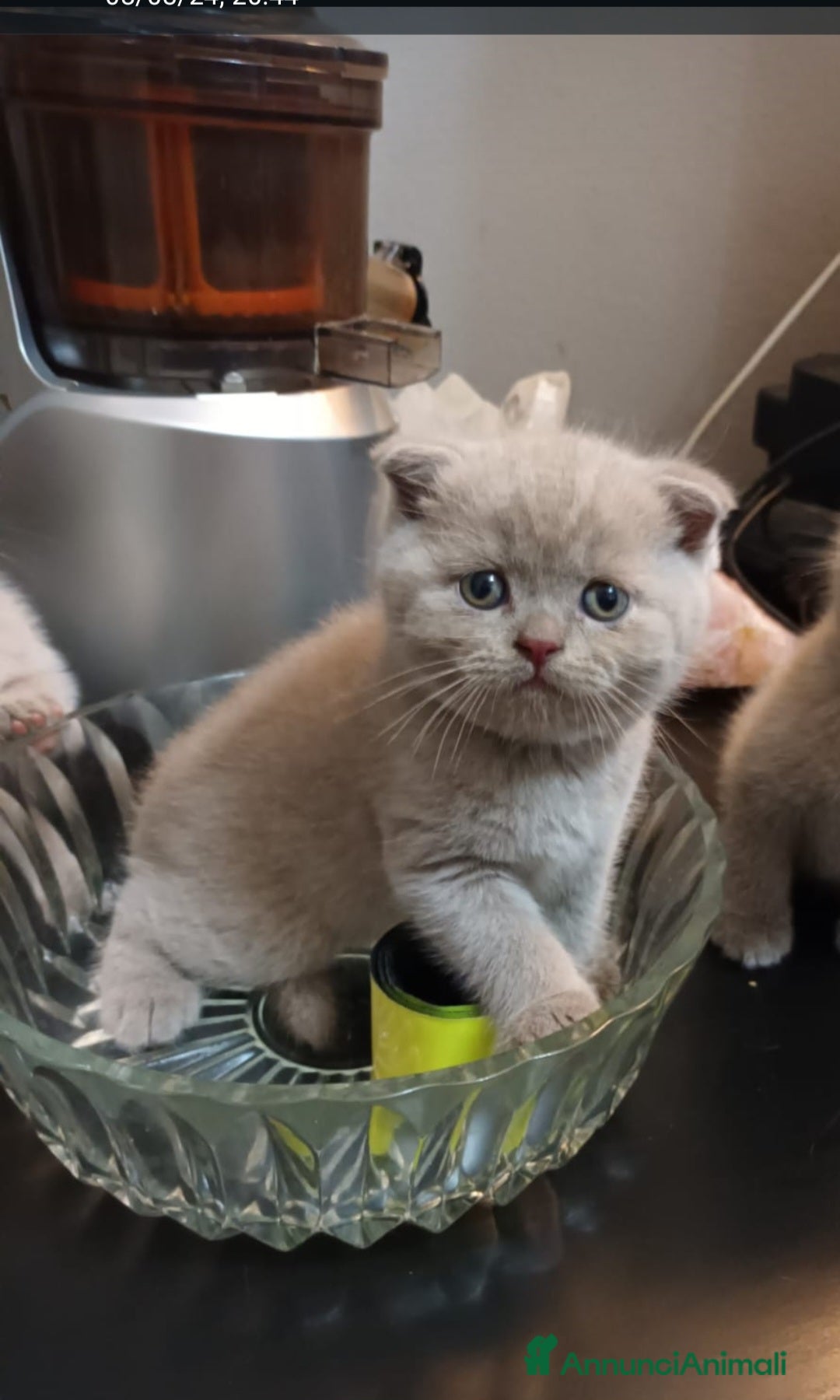 Scottish gatti in vendita: Scottish fold maschio  a Provincia di Cremona - Immagine 5