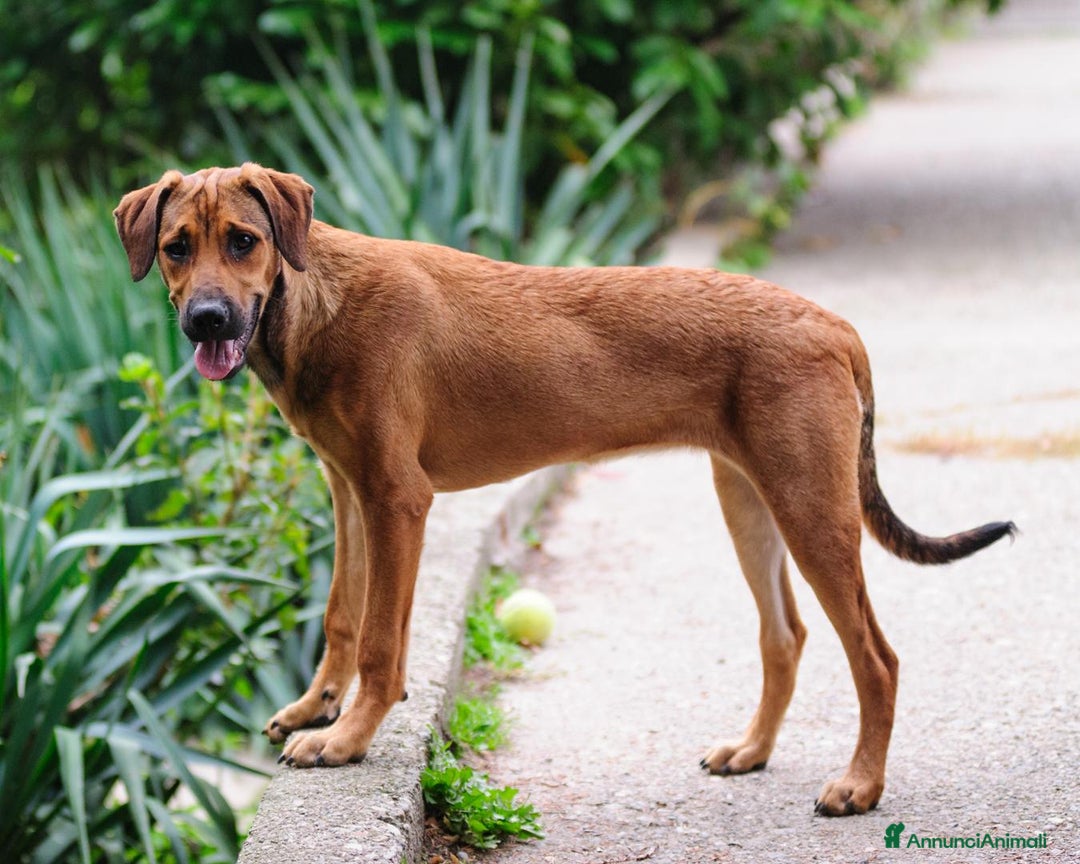 Altre razze cani in regalo: desy  - Annuncio 4