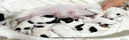 Jack Russell cani in vendita: Jack russell a Provincia di Ravenna - Annuncio 14