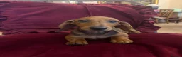 Bassotto cani in vendita: Cucciolo bassotto kaninchen/nano - Annuncio 17