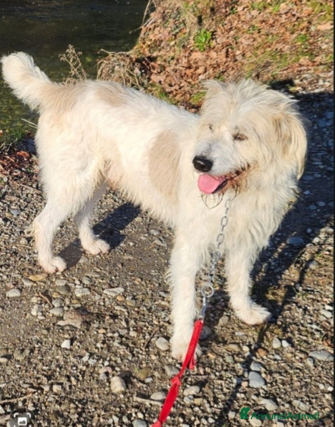 Meticcio cani in regalo: Simil Spinone 4anni tolto da 1aguzzino NOVARA a Città metropolitana di Milano - Annuncio 1