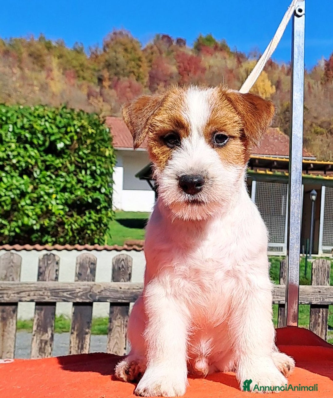 Jack Russell cani in vendita: Cucciol0 Jack ruvid0 - Annuncio 2