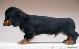 Bassotto cani in vendita: Bassotto a pelo lungo a Città metropolitana di Roma Capitale - Immagine 4