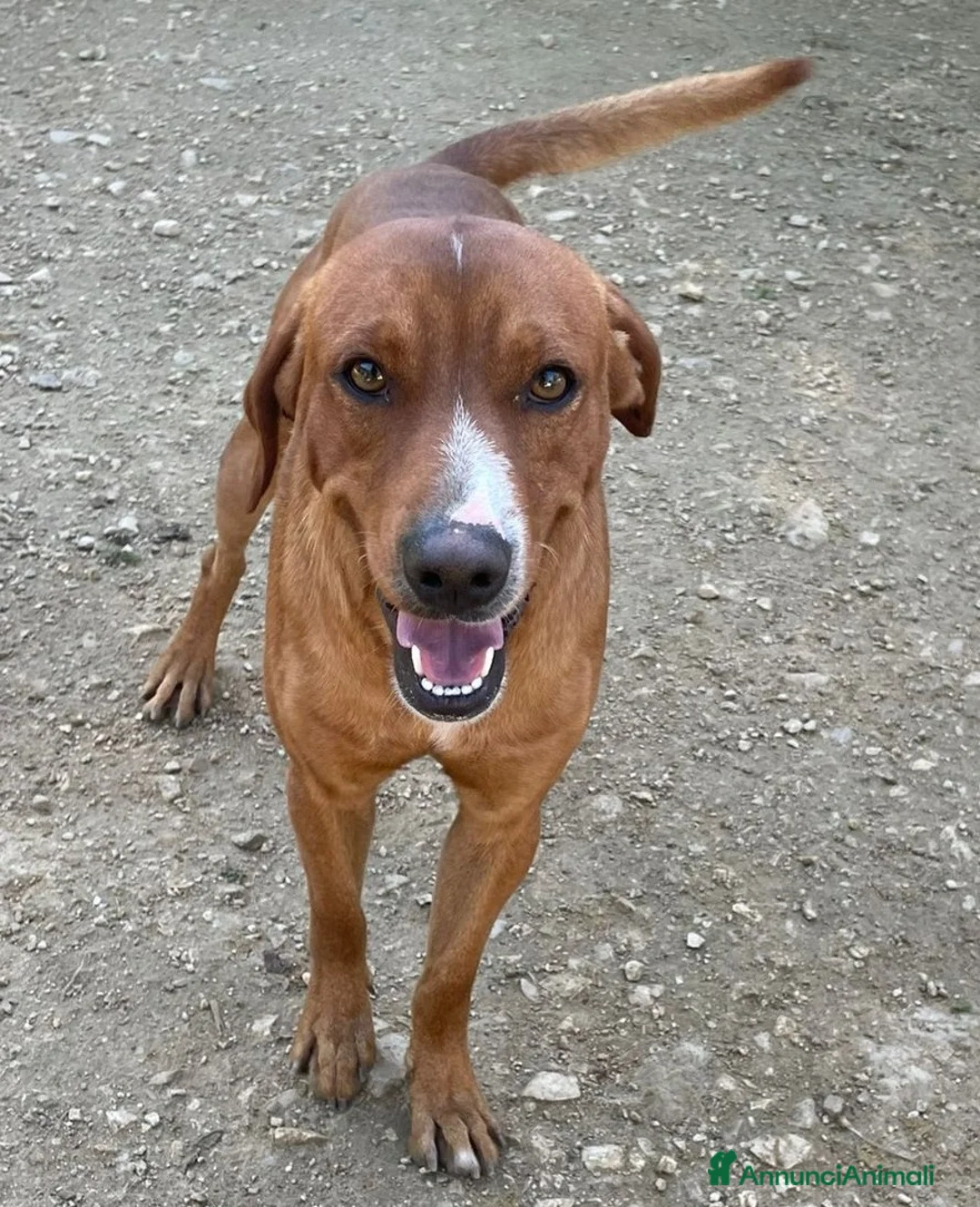 Meticcio cani in regalo: SOS SOS SOS CORFU' - Annuncio 1