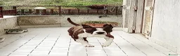American Staffordshire cani in regalo: Regalo cucciolo amstaff a Città Metropolitana di Napoli - Annuncio 4