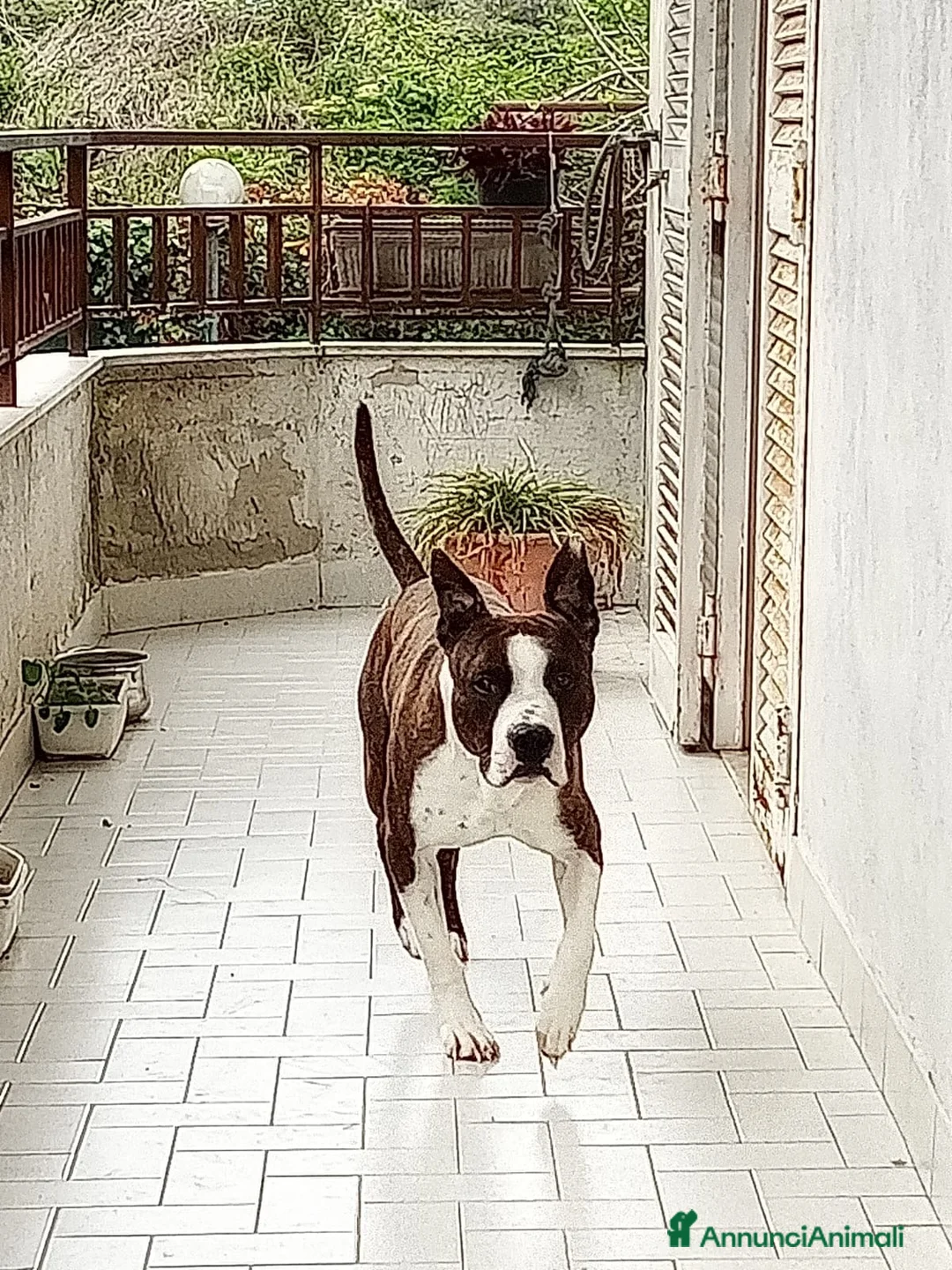 American Staffordshire cani in regalo: Regalo cucciolo amstaff a Città Metropolitana di Napoli - Annuncio 4