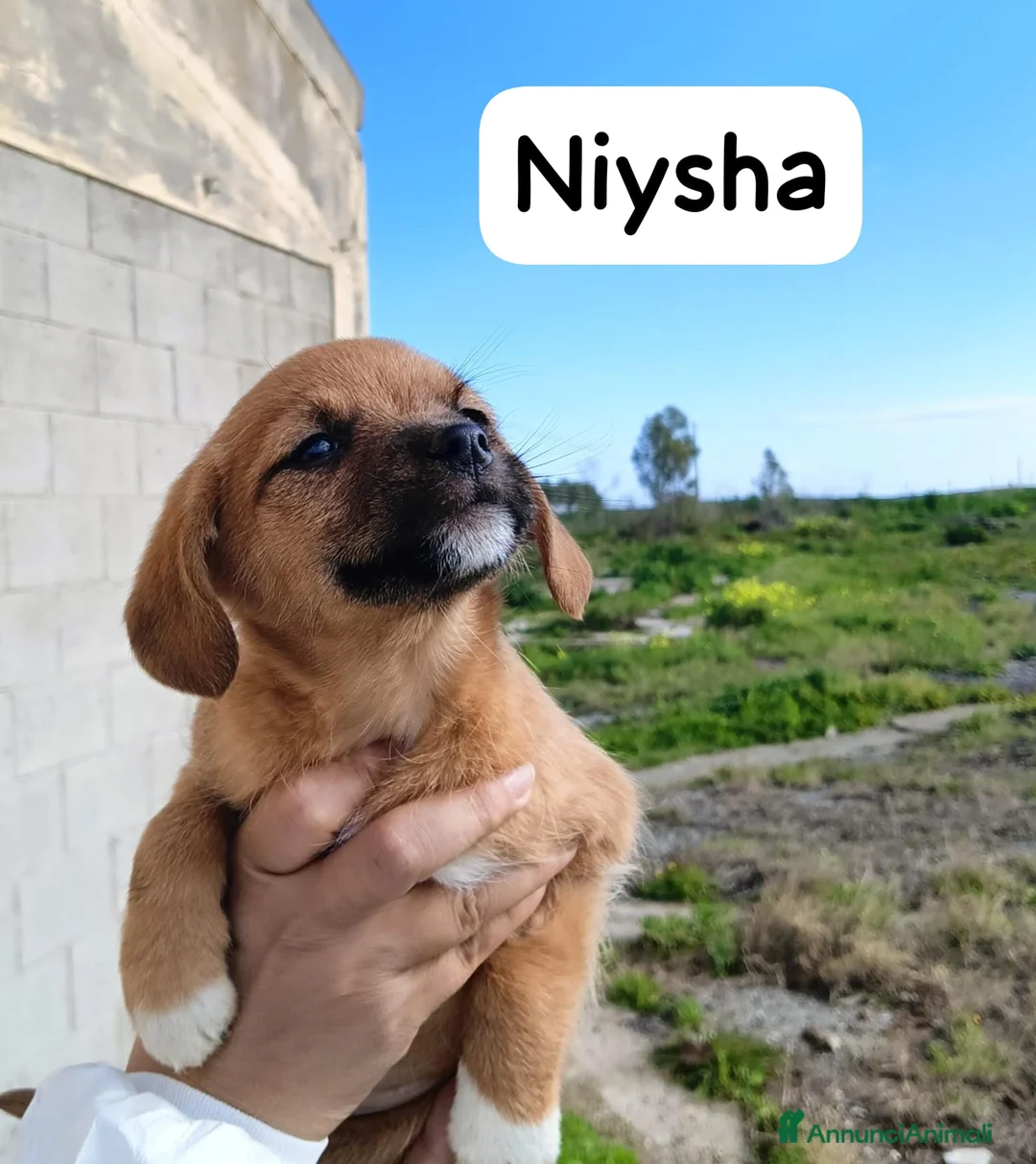 Meticcio cani in regalo: Tanti cuccioli cercano un porto sicuro - Annuncio 10