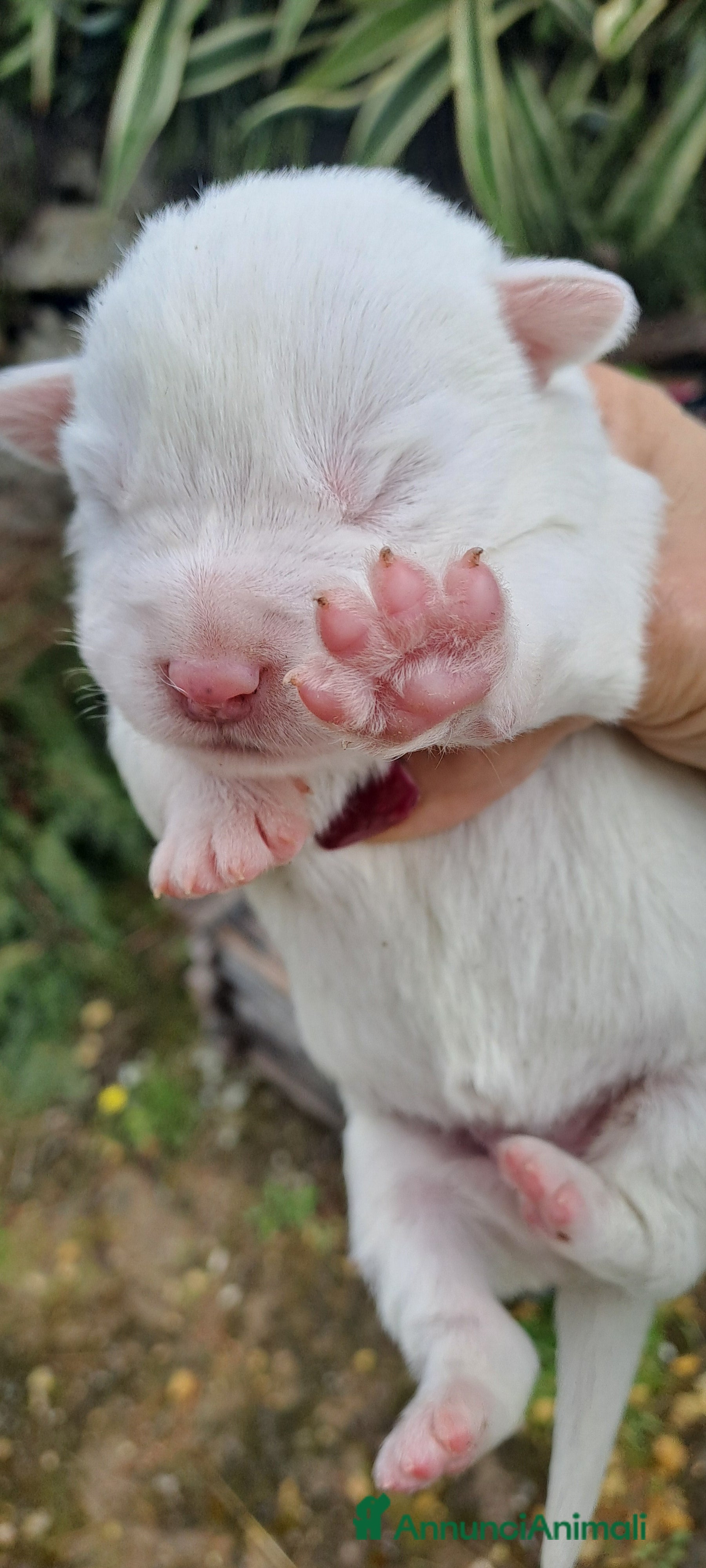 Meticcio cani Cuccioli  di incrocio maremmano  e labrador  - Annuncio 1