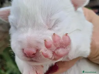 Meticcio cani Cuccioli di incrocio maremmano e labrador - Annuncio 1