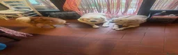 Labrador cani in regalo: Regali 2 Labrador  a Provincia di Pordenone - Annuncio 6