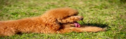 Barboncino cani in vendita: Cucciolo Barboncino Nano nato il 31/01/2025 - Annuncio 8