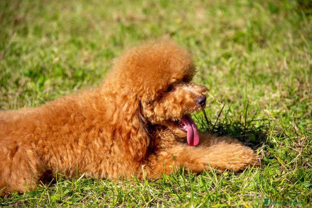 Barboncino cani in vendita: Cucciolo Barboncino Nano nato il 31/01/2025 - Annuncio 8