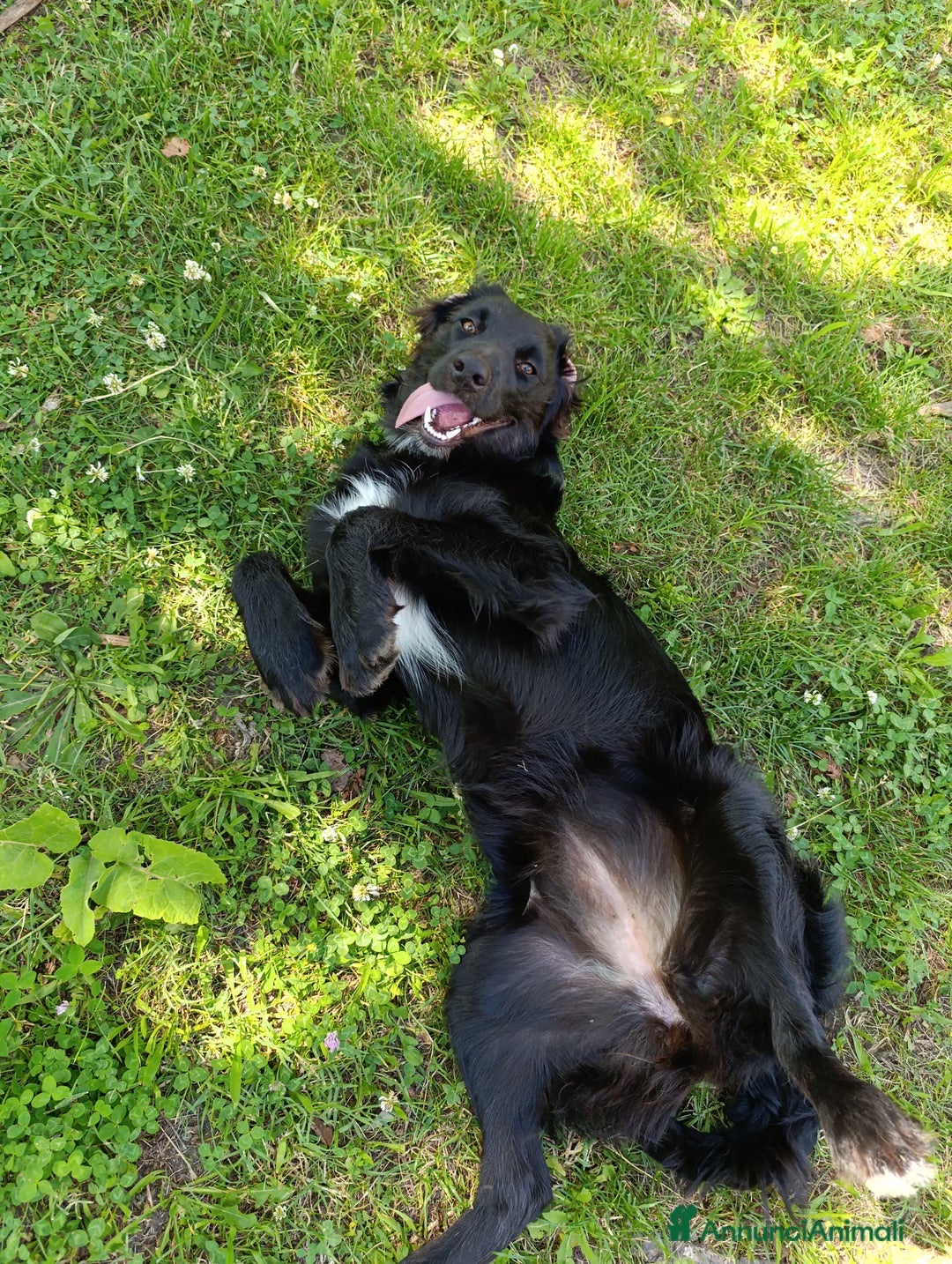 Border Collie cani in regalo: nuova casa felice per Alundra - Annuncio 10