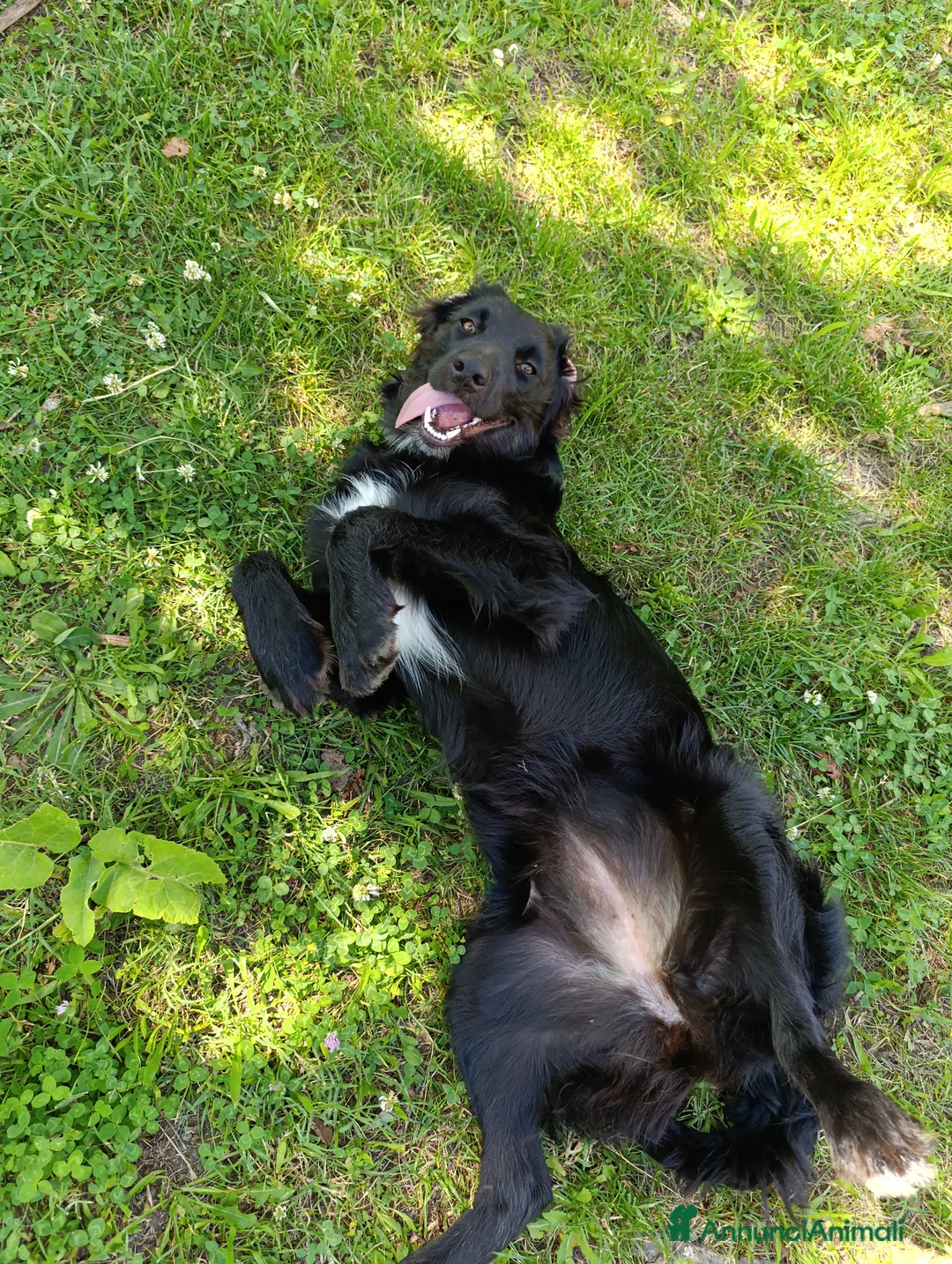 Border Collie cani in regalo: nuova casa felice per Alundra - Annuncio 10