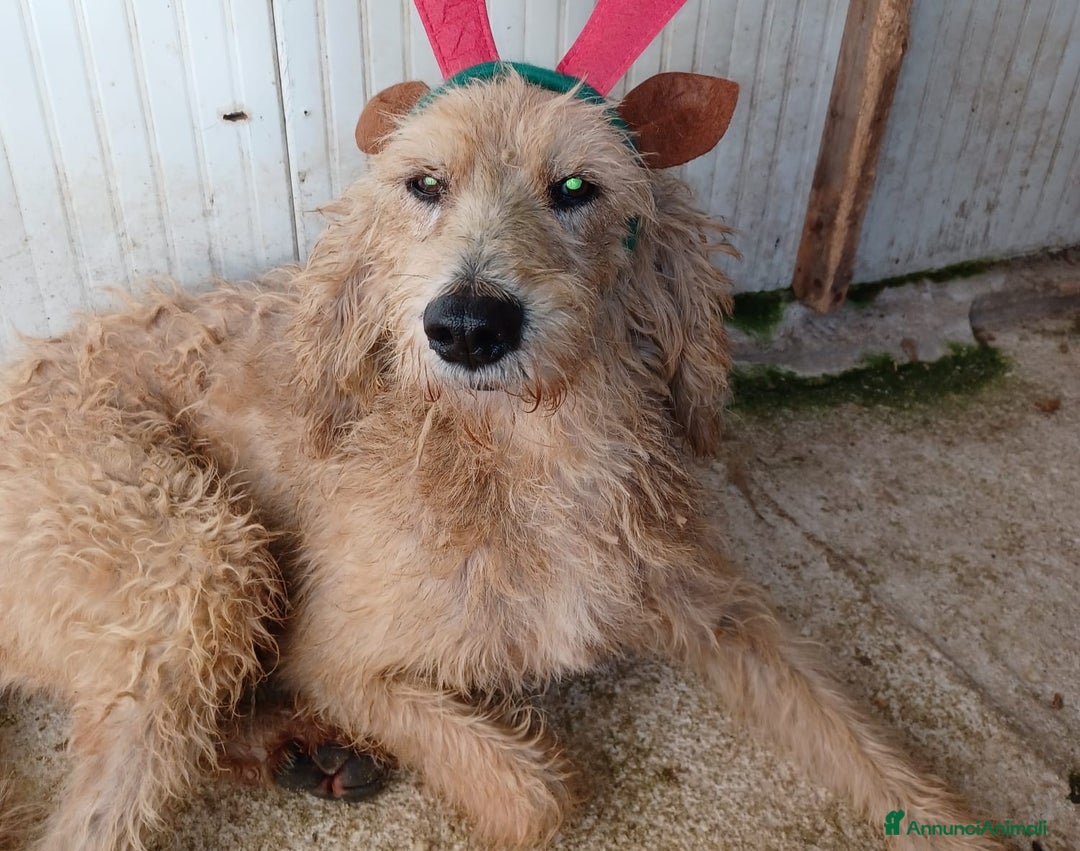 Meticcio cani in regalo: ADOTTA IL DOLCISSIMO JERRY - Annuncio 3