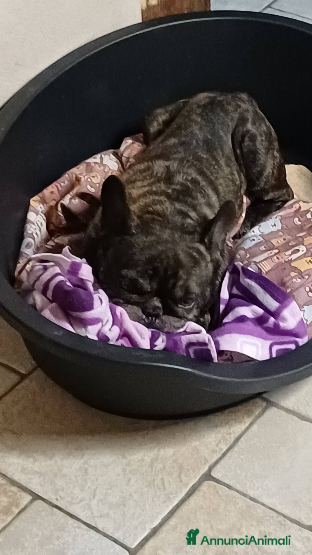 Bulldog Francese cani in regalo: King tenerissimo bulldog francese - Annuncio 10