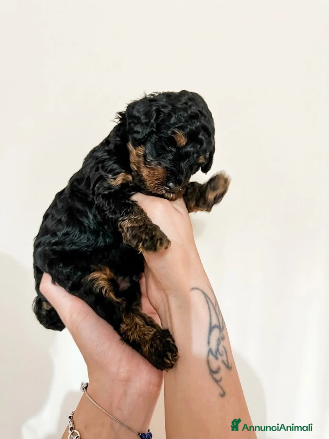 Barboncino cani in vendita: Barboncino Phantom maschio - Annuncio 2