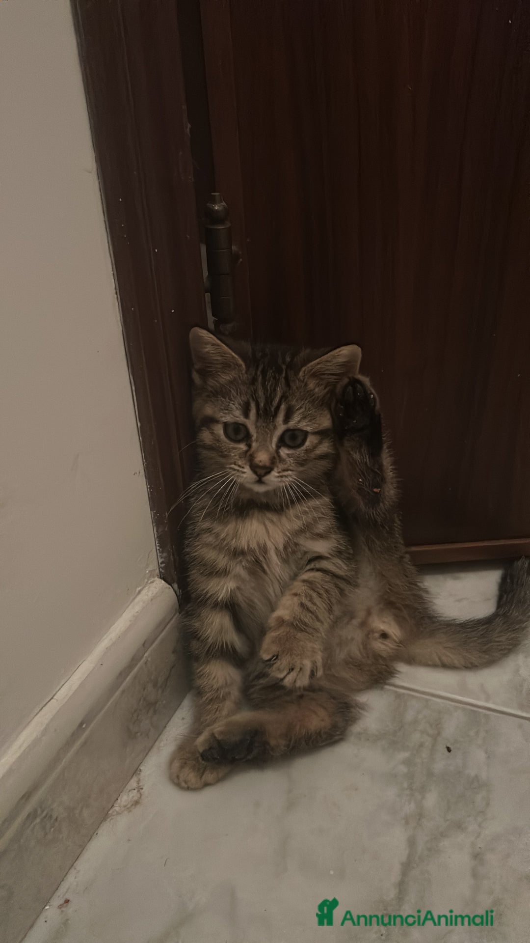 British gatti in vendita: Cuccioli di razza mista Britisch e europeo - Annuncio 3