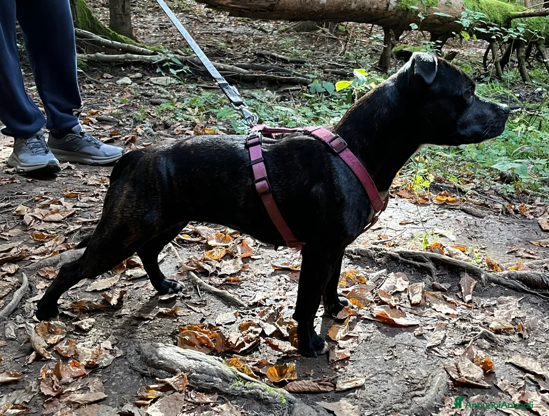 Staffordshire cani in vendita: Cuccioli di Staffordshire Bull Terrier - Annuncio 16
