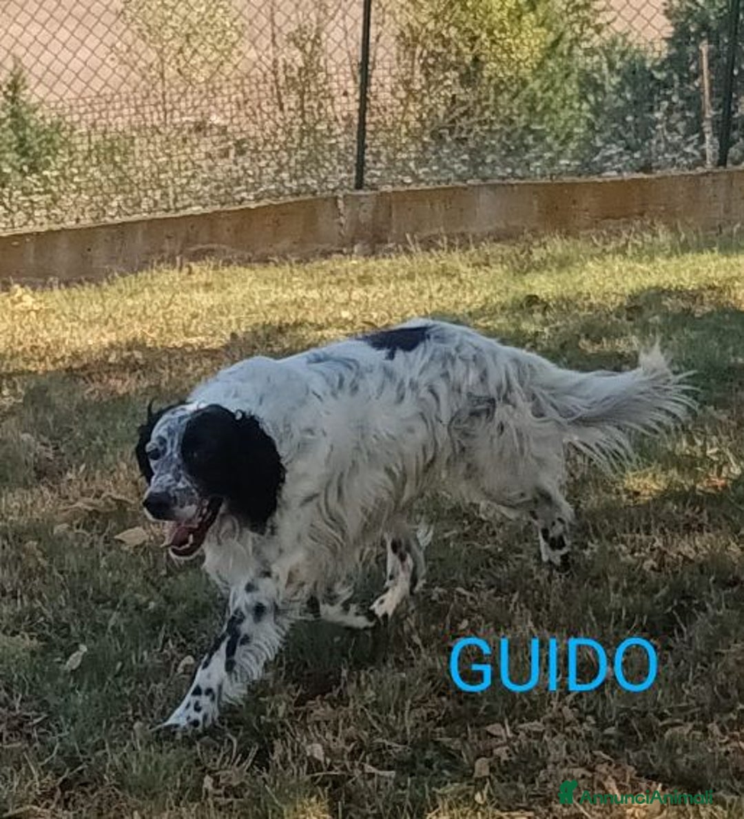 Setter Inglese cani in regalo: GUIDO simpatico -ama correre! - Annuncio 4