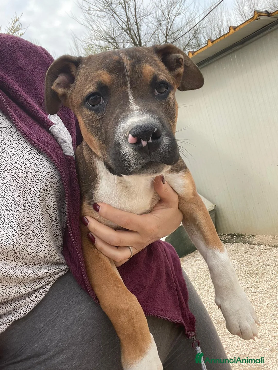 Meticcio cani in regalo: IL FANTASTICO CHOCO a Città metropolitana di Roma Capitale - Annuncio 2