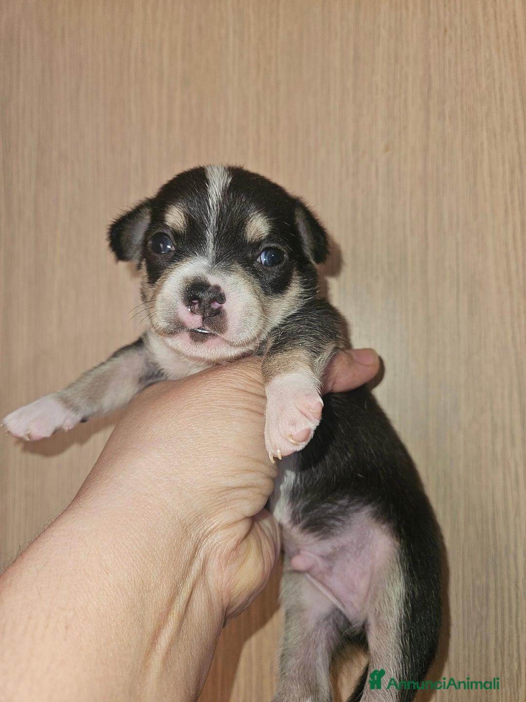 Chihuahua cani in vendita: Chihuahua cuccioli - Annuncio 6