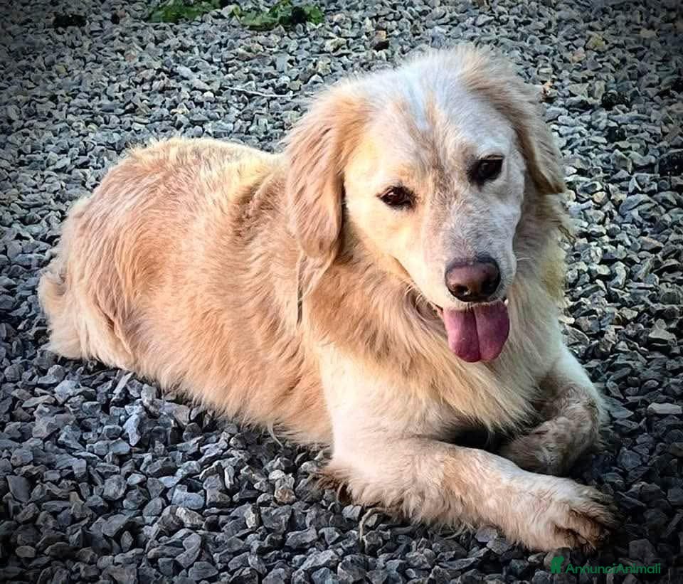 Meticcio cani Oscar, la dolcezza in una palla di pelo - Annuncio 17