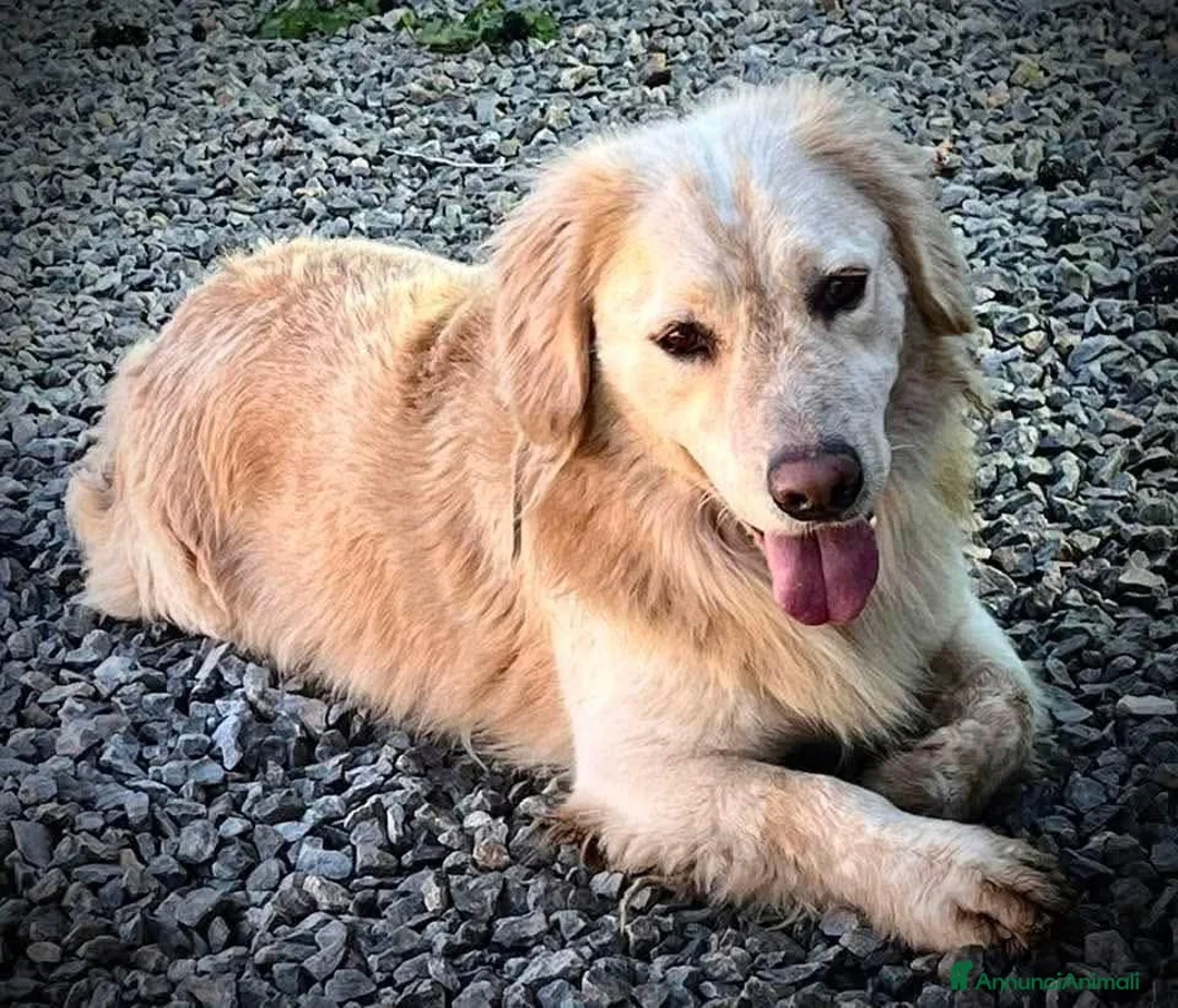 Meticcio cani in regalo: Oscar, la dolcezza in una palla di pelo - Annuncio 1