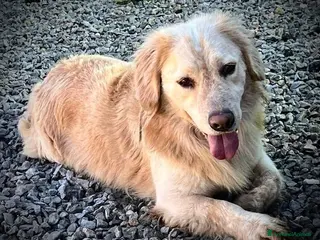Meticcio cani Oscar, la dolcezza in una palla di pelo - Annuncio 2