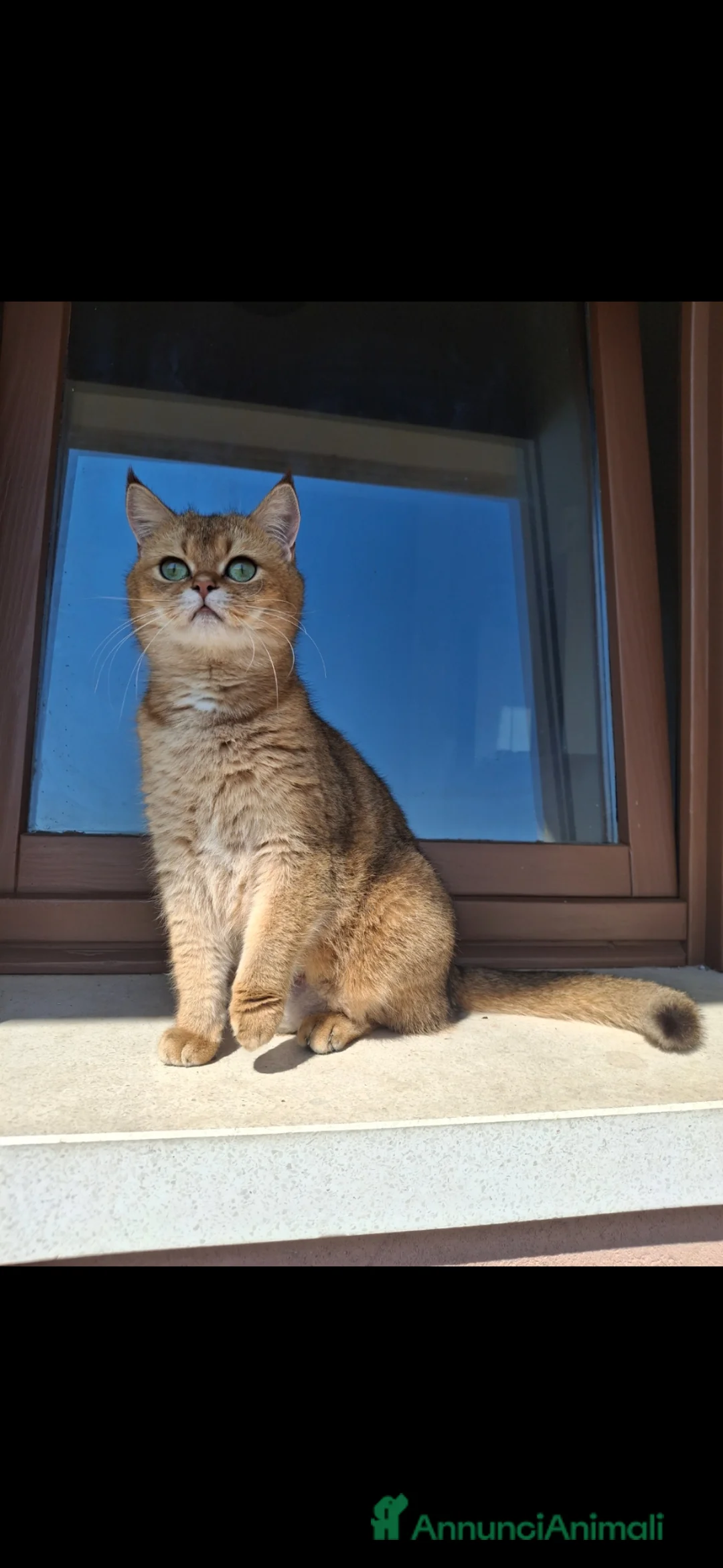 Scottish gatti in vendita: Gattini Scottish Straight  - Annuncio 2