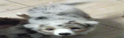Australian Shepherd cani in vendita: Blue Sea un mare di gioia a Città Metropolitana di Firenze - Annuncio 2