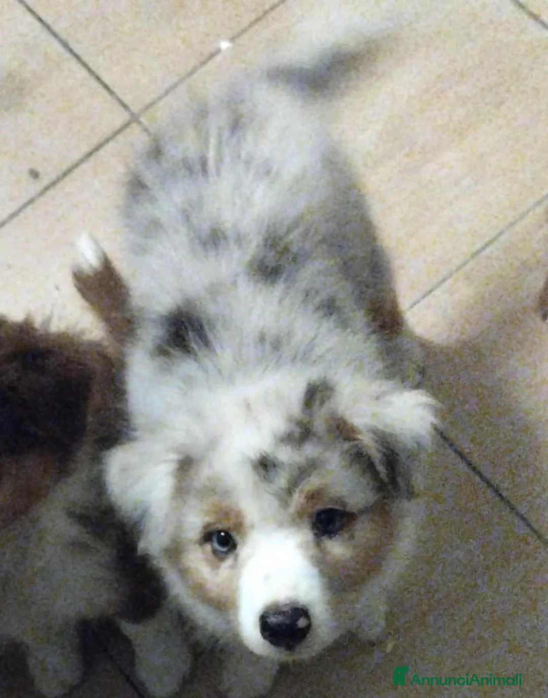 Australian Shepherd cani in vendita: Blue Sea un mare di gioia a Città Metropolitana di Firenze - Annuncio 2