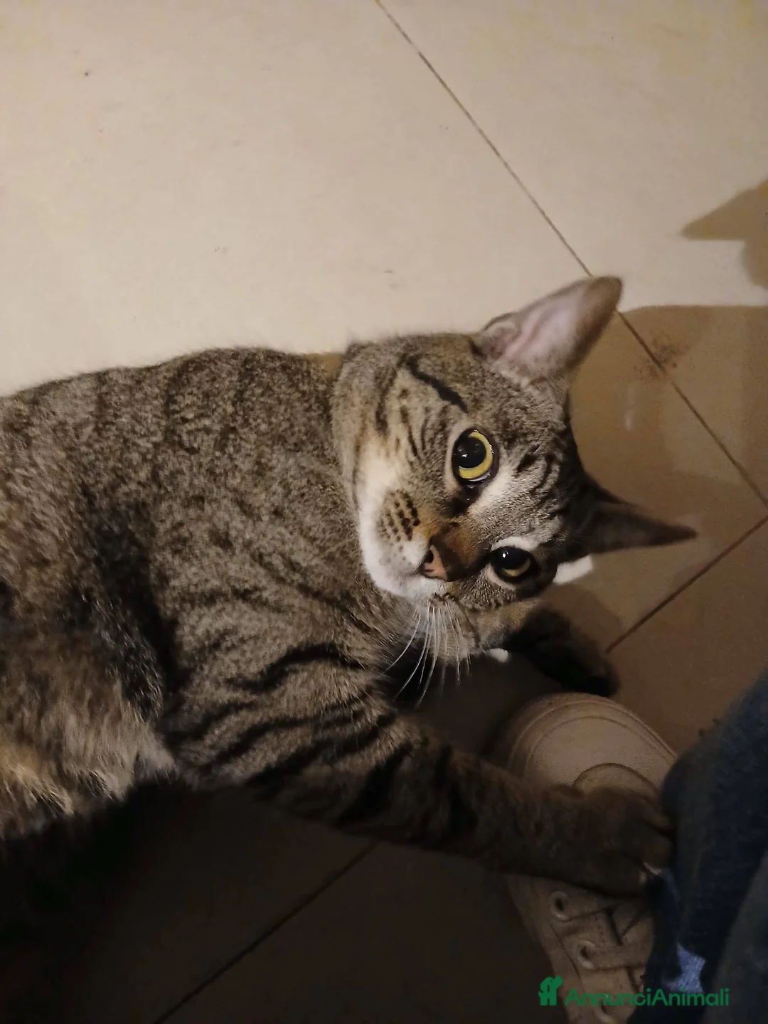 Meticcio gatti in regalo: Saisey micio coccolone - Annuncio 2