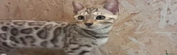 Bengala gatti in vendita: Bengala snow cucciolo - Annuncio 2