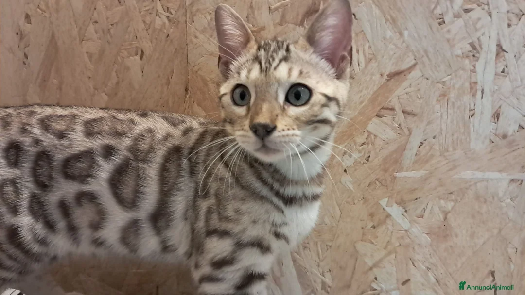 Bengala gatti in vendita: Bengala snow cucciolo - Annuncio 2